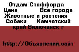 Отдам Стаффорда › Цена ­ 2 000 - Все города Животные и растения » Собаки   . Камчатский край,Вилючинск г.